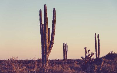 Grudge of the Week #7: The Drunken Husband Grudge